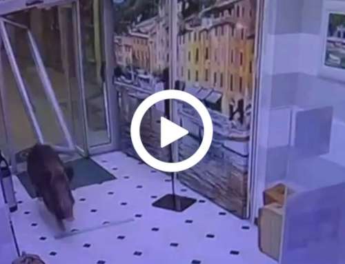 Blitz del cinghiale nell’Hotel di Rapallo! [VIDEO]
