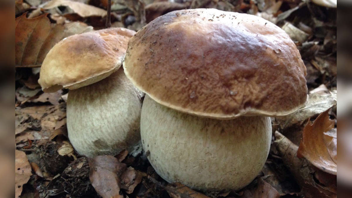 funghi in liguria