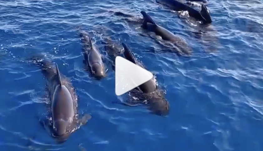 globicefali whale watching