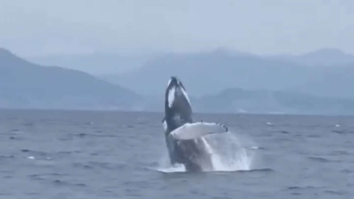 avvistamento balena ad arenzano